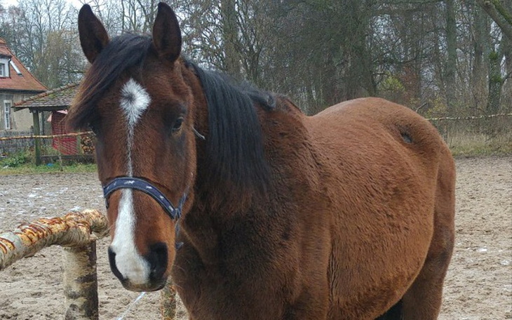 Zbiórka Pewniak, a jednak nie do końca. - zdjęcie główne