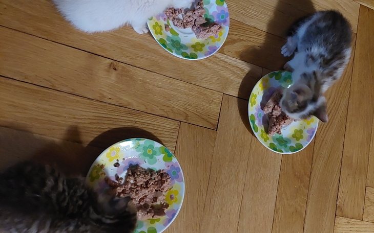 Zbiórka Pomoc w zakupie karmy - zdjęcie główne