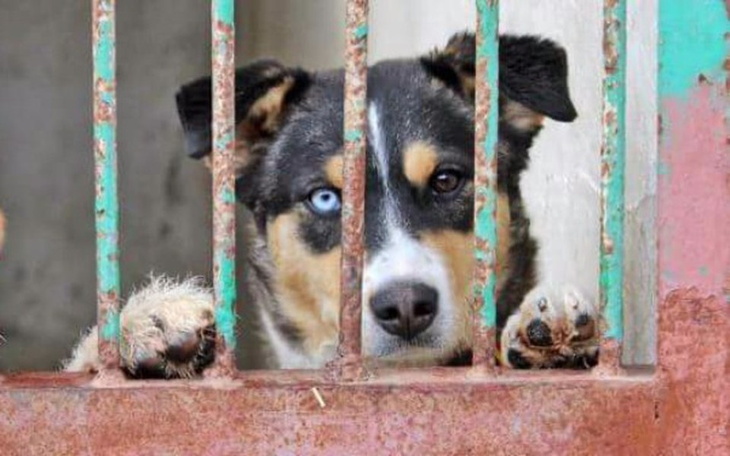 Zbiórka Marzenie-schronisko dla zwierząt - zdjęcie główne