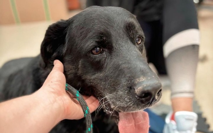 Zbiórka Dobra Pomoc dla Zwierzaków - zdjęcie główne