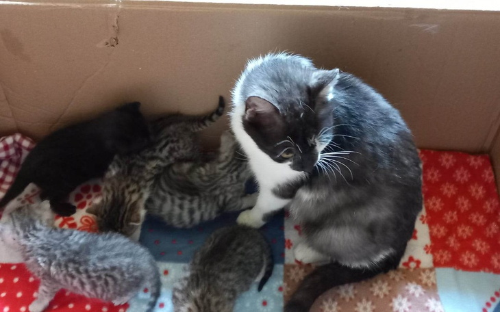 Kot z kociętami w kartonowym pudełku, otoczenie kolorowe.