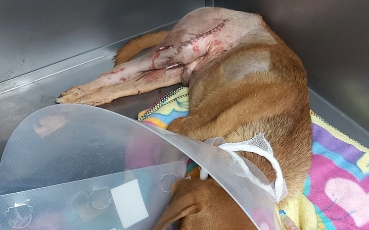 Zbiórka Chirurgia kości - zdjęcie główne