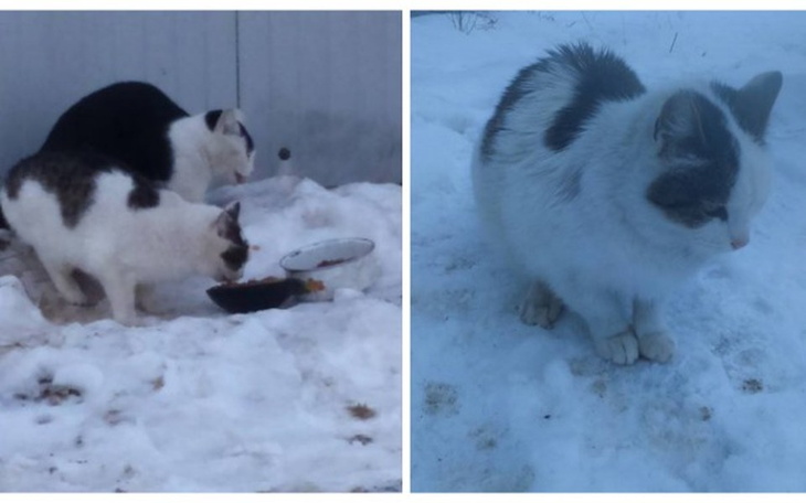 Zbiórka Na pomoc głodnemu stadu kotków! - zdjęcie główne