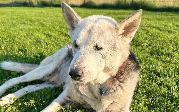 Zbiórka Pomoż Dante - zdjęcie główne