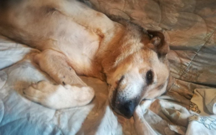 Zbiórka Roza walczy o życie. Pomóż jej. - zdjęcie główne