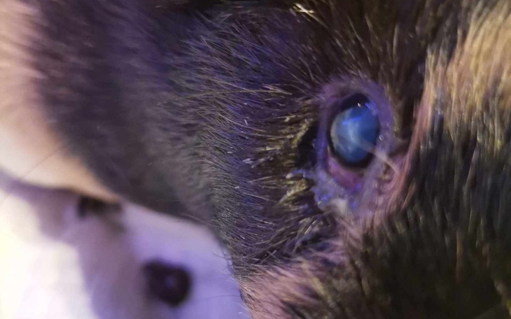 Zbiórka podejrzenie cukrzycy u świnki - zdjęcie główne