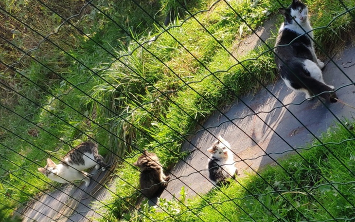 Cztery koty na trawie, patrzące w stronę obiektywu.