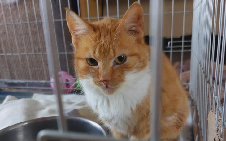 Rudy kot w klatce, czekający na nowy dom.