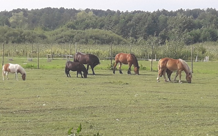 Zbiórka Ratuj konie razem ze mną. - zdjęcie główne