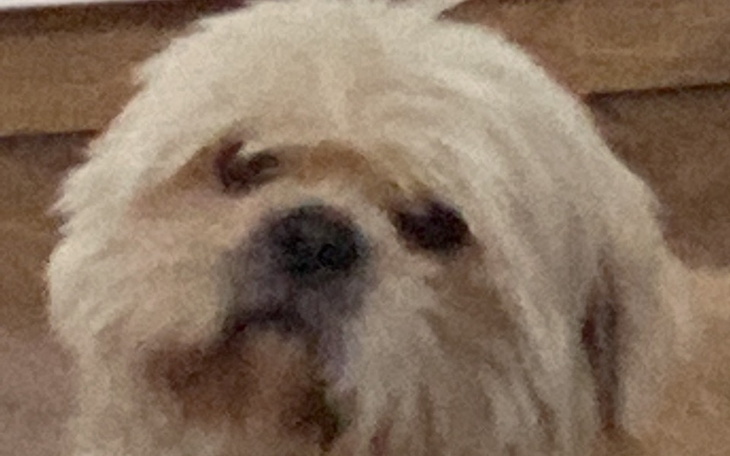 Zbiórka na karme i zabawki dla pieska - zdjęcie główne