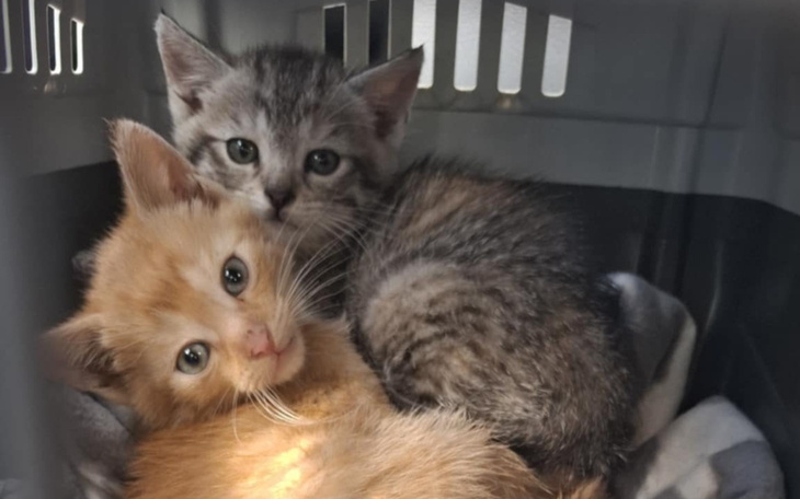 Dwa kocięta przytulone do siebie w transporterze.