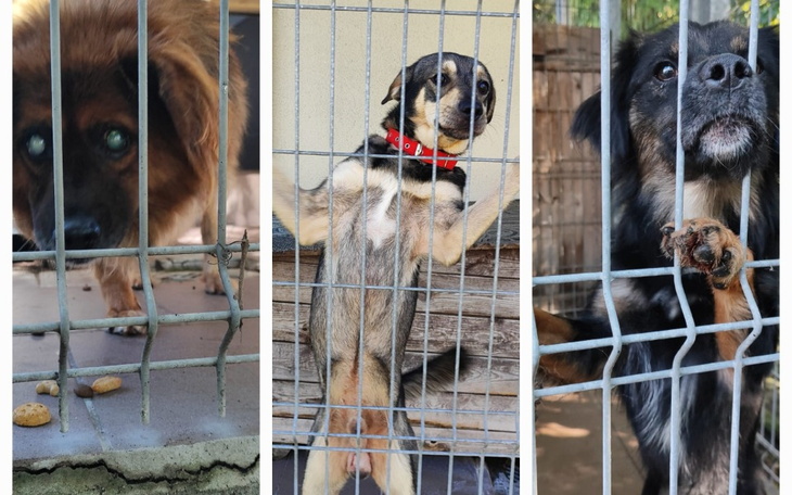 Psy w schronisku, czekające na nowy dom.
