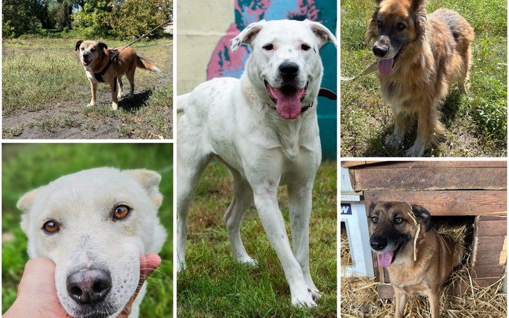 Zrzut ekranu z formularza z kwotą do zapłaty.