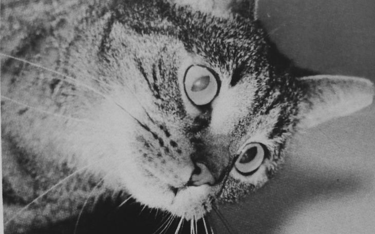 Zbiórka Na leczenie zwierząt bezdomnych - zdjęcie główne