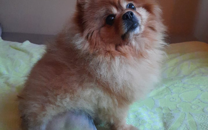 Pies rasy pomeranian, siedzący na łóżku z ciekawym wyrazem twarzy.