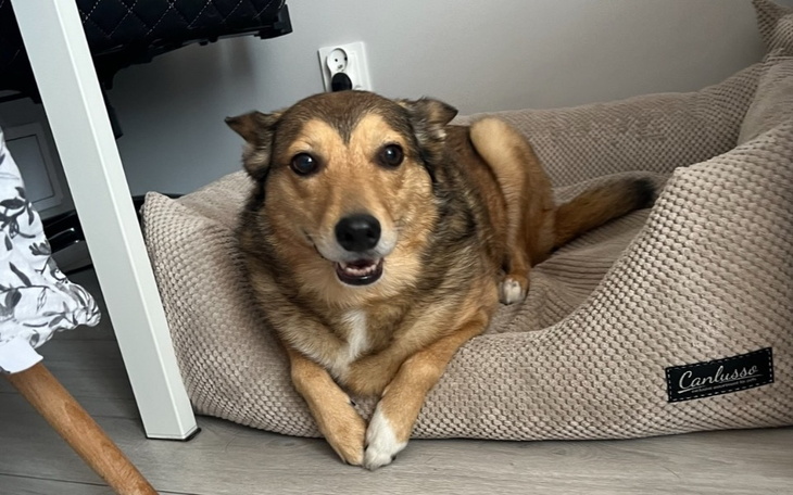 Zbiórka Na zwierzątka podczas powodzi - zdjęcie główne