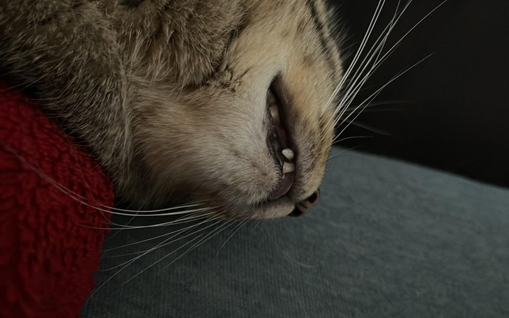 Zbiórka leczenie Kota Janusza - zdjęcie główne