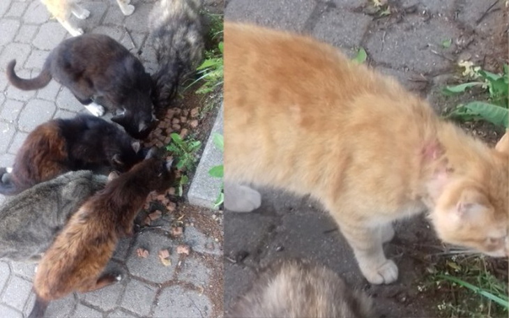 Zbiórka Koty bardzo chore w Dusznikach - zdjęcie główne