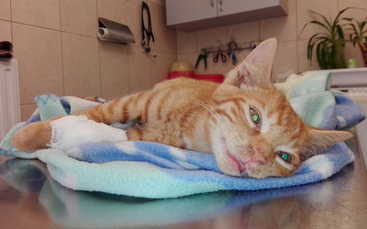 Zbiórka Na kociego adwokata - zdjęcie główne