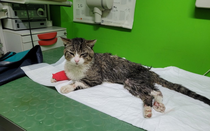 Zbiórka Uratuj życie kota Karola - zdjęcie główne