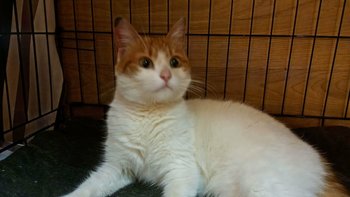 Zbiórka Alba i jej nowe życie - miniaturka zdjęcia