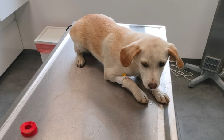 Zbiórka Sunia z lasu PARWOWIROZA - zdjęcie główne