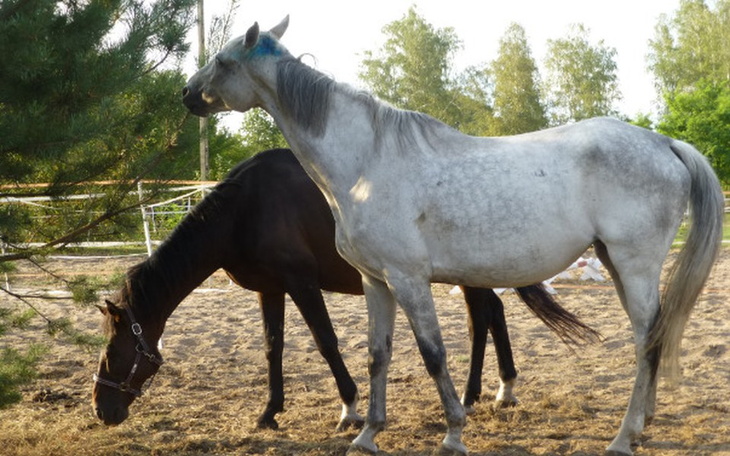 Zbiórka Na pomoc końskim emerytom - zdjęcie główne