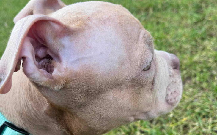 Zbiórka Skrajnie zaniedbany szczeniak - zdjęcie główne