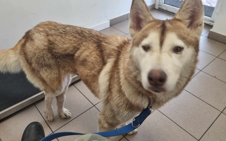 Husky w lecznicy, wygląda na przyjaznego i ciekawskiego.