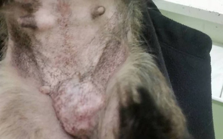 Zbiórka Maleńka Sówka - ogrom cierpienia - zdjęcie główne