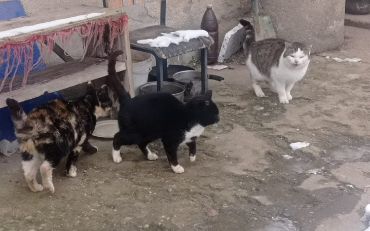 Zbiórka Koty po zmarłym gospodarzu - zdjęcie główne