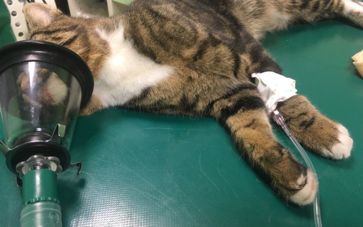 Zbiórka FarcikPoWypadkuZbieraNaOperacje - zdjęcie główne