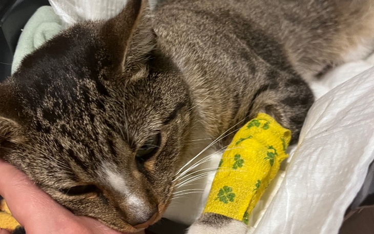 Zbiórka Pomoc dla małego kociątka - zdjęcie główne