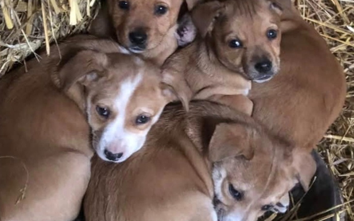 Cztery szczeniaki leżące razem w słomie.