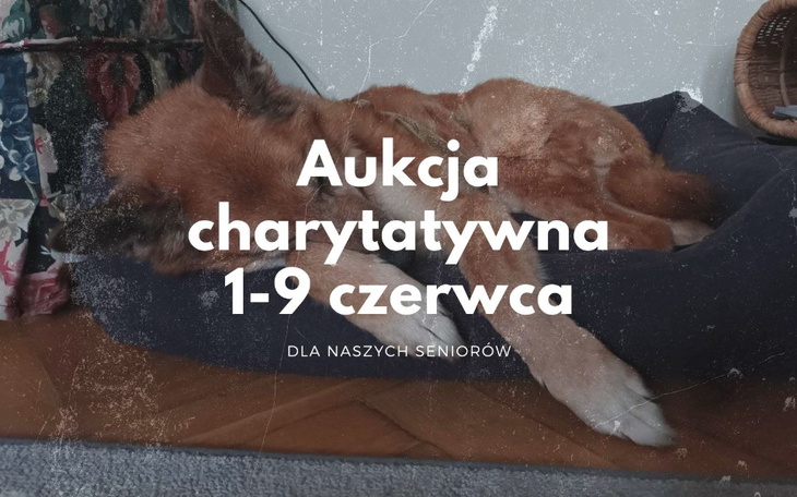 Zbiórka Aukcja 1-9 czerwca - zdjęcie główne