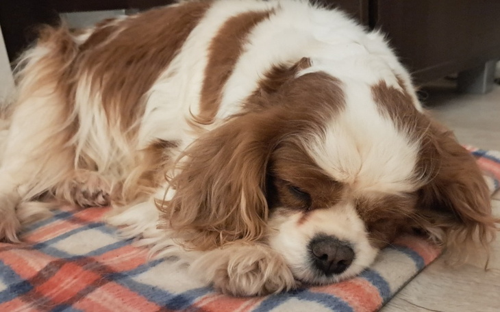 Zbiórka Operacje Hariet - zdjęcie główne