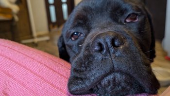 Zbiórka Z piekła do domu - nowy początek - miniaturka zdjęcia