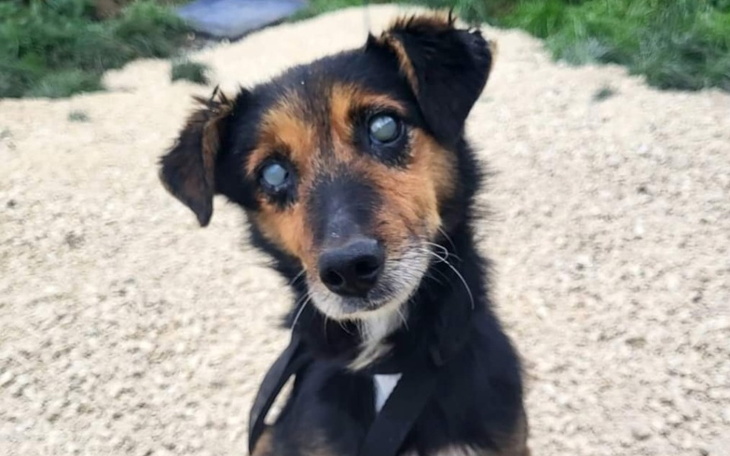 Zbiórka Na leczenie Krecika - zdjęcie główne