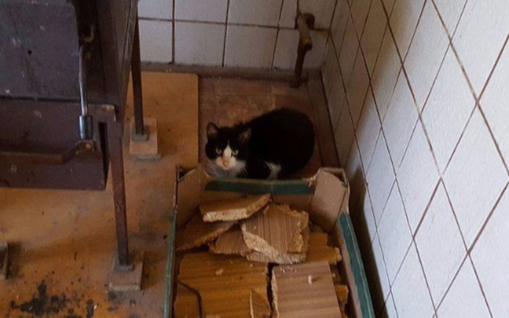 Zbiórka JOWISZ - zagłodzony, wycieńczony - zdjęcie główne