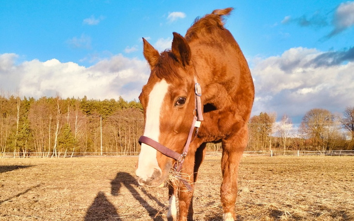 Koń na pastwisku z niebieskim niebem w tle.