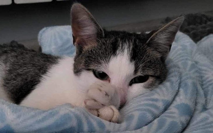 Zbiórka Na lek dla kotka Kody - zdjęcie główne