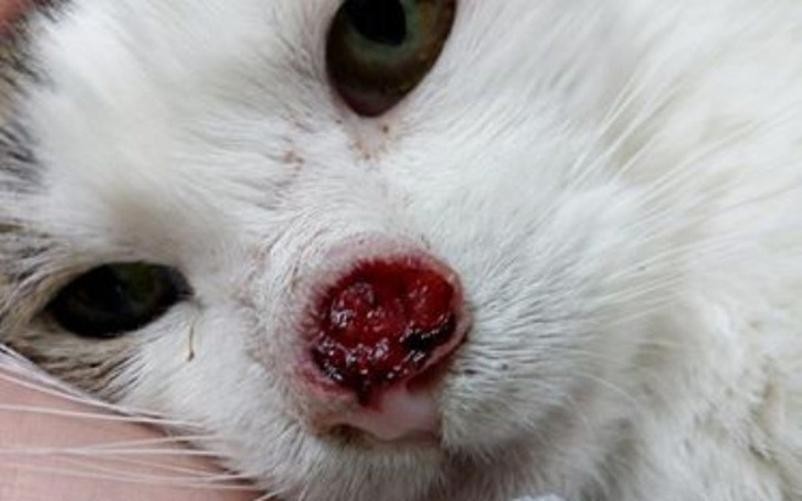 Zbiórka Chory na raka Kajtek może umrzeć - zdjęcie główne