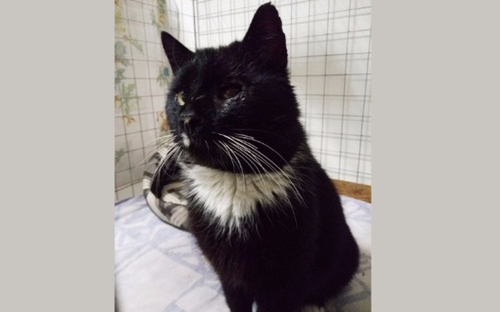 Zbiórka Ratujemy wzrok Kapitana Haka! - zdjęcie główne