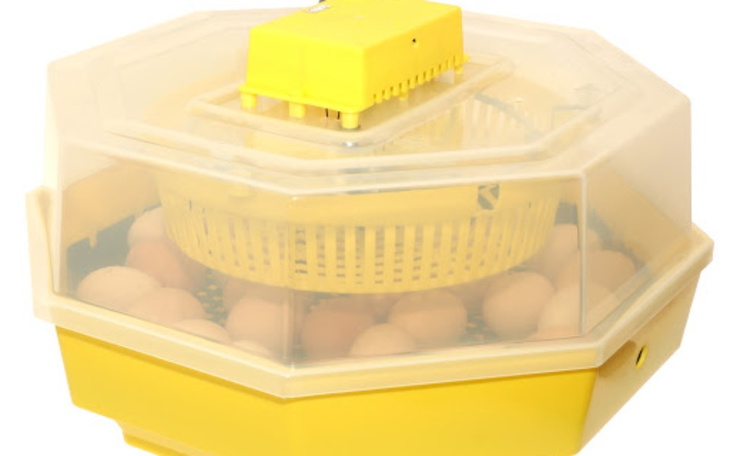 Zbiórka inkubator na jajka - zdjęcie główne