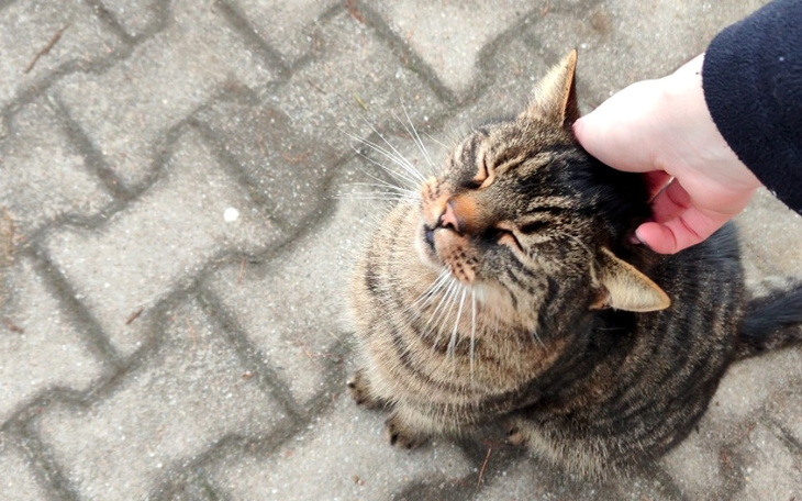 Zbiórka Dla kocich przyjaciół - zdjęcie główne