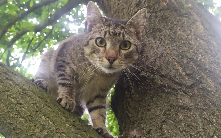 Zbiórka Walka o życie Dropsika - zdjęcie główne