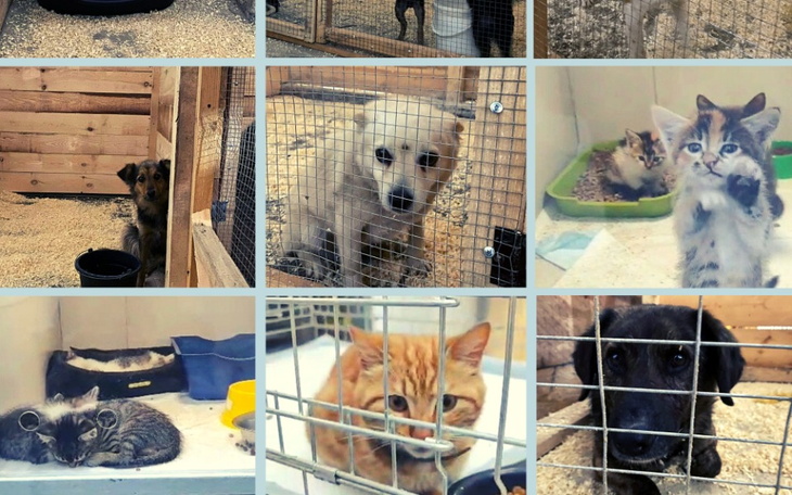 Zbiórka Pomoc zwierzętom-ofiarom powodzi - zdjęcie główne