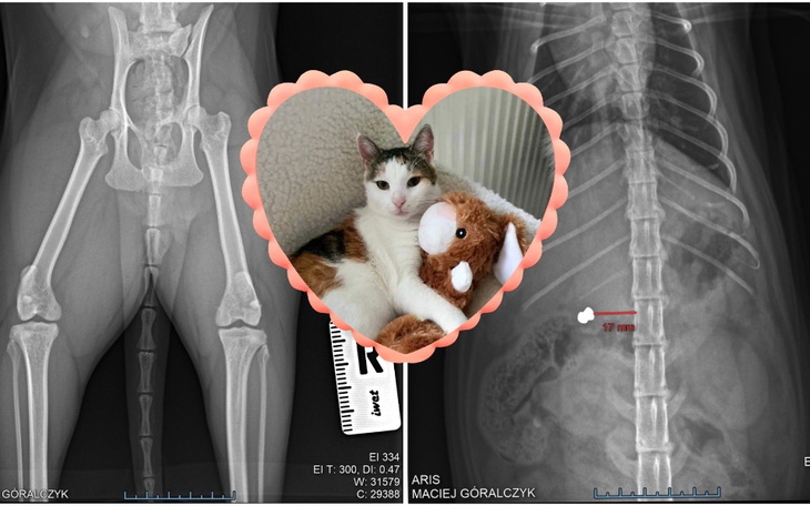 Zdjęcie rentgenowskie kota z sercem i pluszowym misiem.