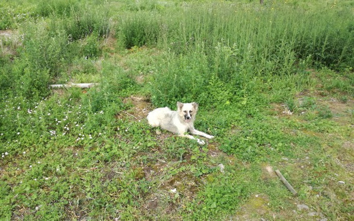 Zbiórka Sunia w potrzebie - zdjęcie główne