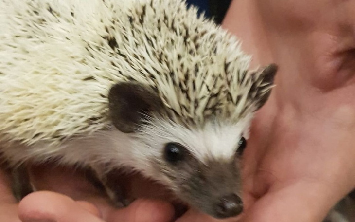 Zbiórka Domek dla jeżyka Bogdana - zdjęcie główne